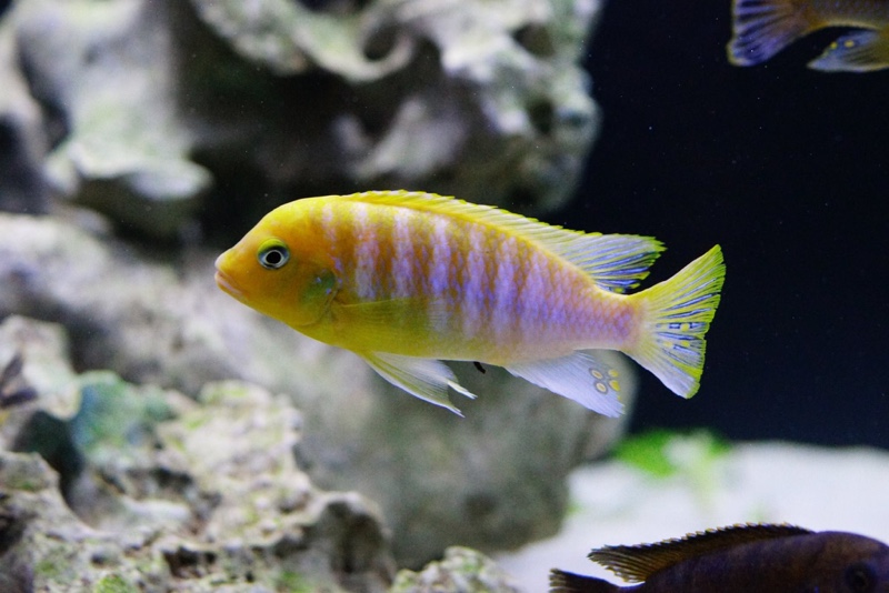 Maylandia hajomaylandi 'Chizumulu Island'